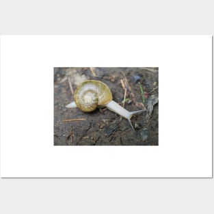 Haplotrema vancouverense snail Posters and Art